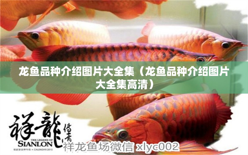 龍魚品種介紹圖片大全集（龍魚品種介紹圖片大全集高清）