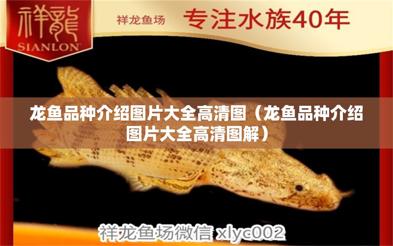 龍魚品種介紹圖片大全高清圖（龍魚品種介紹圖片大全高清圖解）