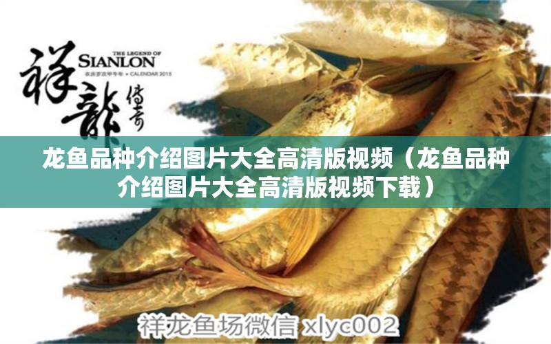 龍魚品種介紹圖片大全高清版視頻（龍魚品種介紹圖片大全高清版視頻下載）