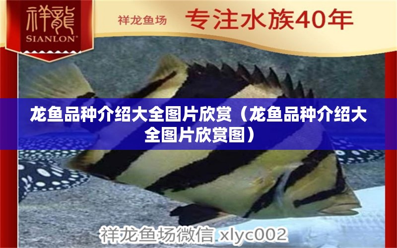 龍魚(yú)品種介紹大全圖片欣賞（龍魚(yú)品種介紹大全圖片欣賞圖）