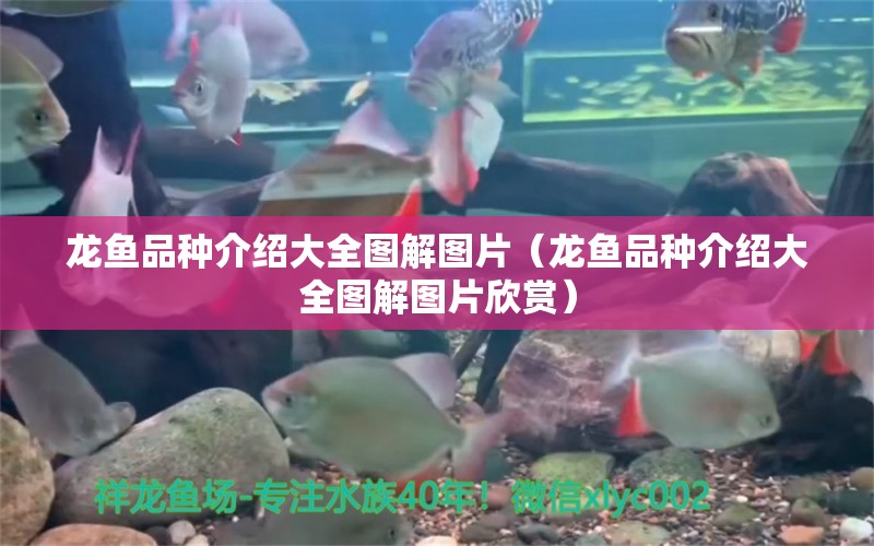 龍魚品種介紹大全圖解圖片（龍魚品種介紹大全圖解圖片欣賞）