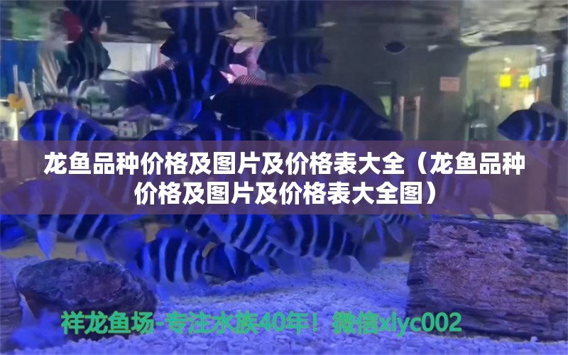 龍魚品種價(jià)格及圖片及價(jià)格表大全（龍魚品種價(jià)格及圖片及價(jià)格表大全圖）