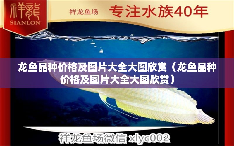 龍魚品種價格及圖片大全大圖欣賞（龍魚品種價格及圖片大全大圖欣賞）