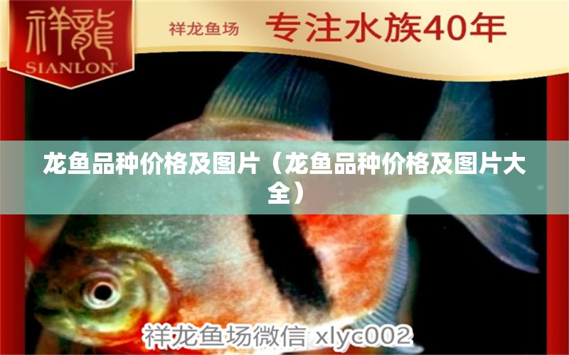 龍魚品種價(jià)格及圖片（龍魚品種價(jià)格及圖片大全）