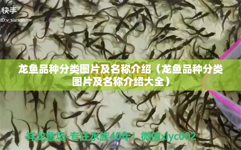 龍魚品種分類圖片及名稱介紹（龍魚品種分類圖片及名稱介紹大全） 龍魚疾病與治療