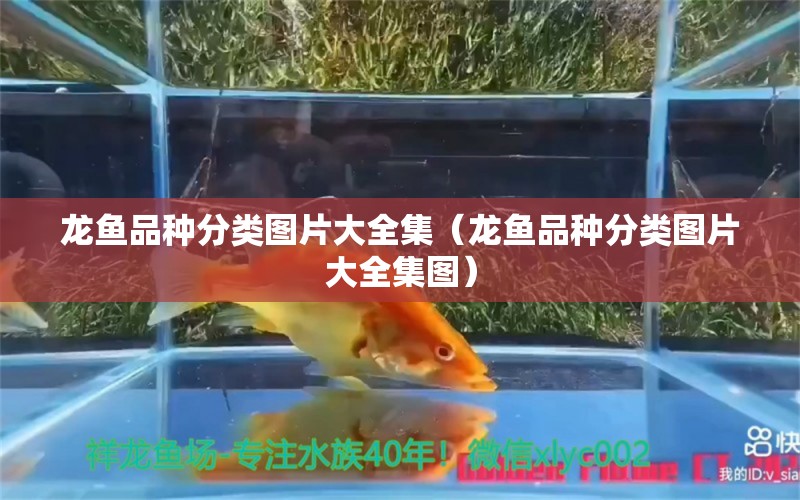 龍魚品種分類圖片大全集（龍魚品種分類圖片大全集圖）