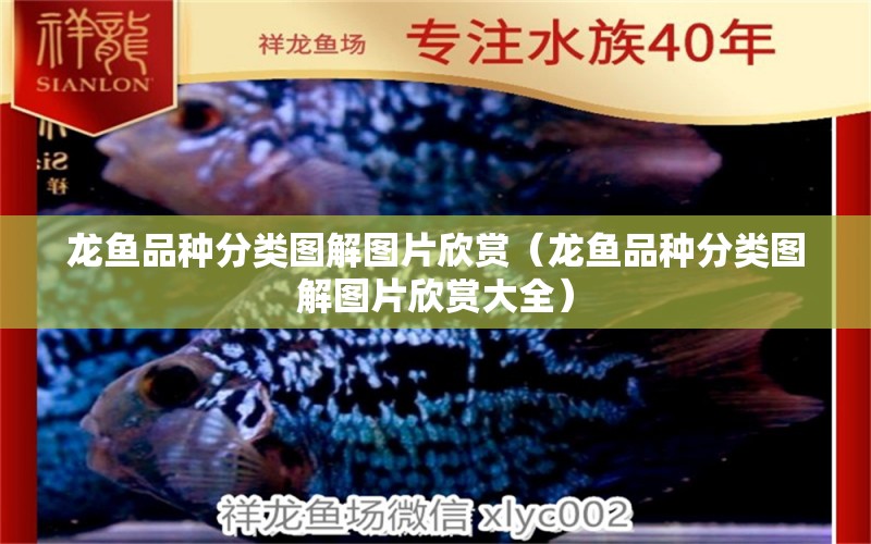 龍魚(yú)品種分類(lèi)圖解圖片欣賞（龍魚(yú)品種分類(lèi)圖解圖片欣賞大全）