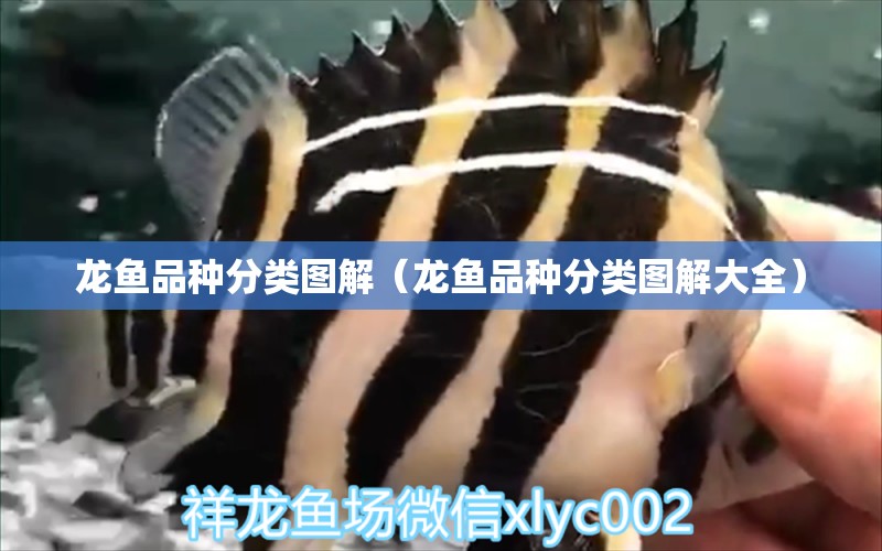 龍魚(yú)品種分類(lèi)圖解（龍魚(yú)品種分類(lèi)圖解大全） 龍魚(yú)疾病與治療