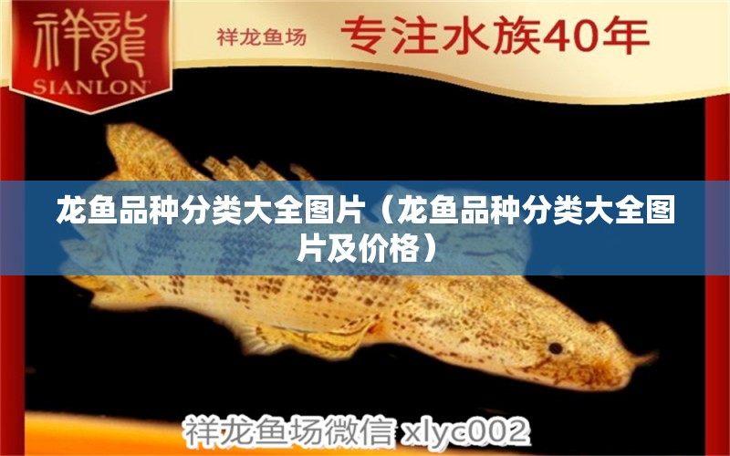 龍魚品種分類大全圖片（龍魚品種分類大全圖片及價(jià)格）