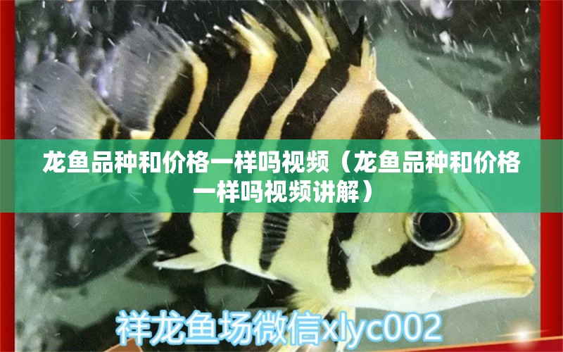 龍魚品種和價格一樣嗎視頻（龍魚品種和價格一樣嗎視頻講解） 龍魚疾病與治療 第1張