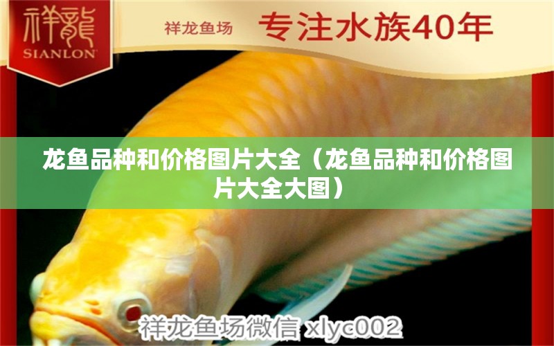 龍魚品種和價格圖片大全（龍魚品種和價格圖片大全大圖） 龍魚疾病與治療