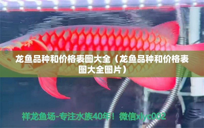 龍魚品種和價(jià)格表圖大全（龍魚品種和價(jià)格表圖大全圖片） 龍魚疾病與治療