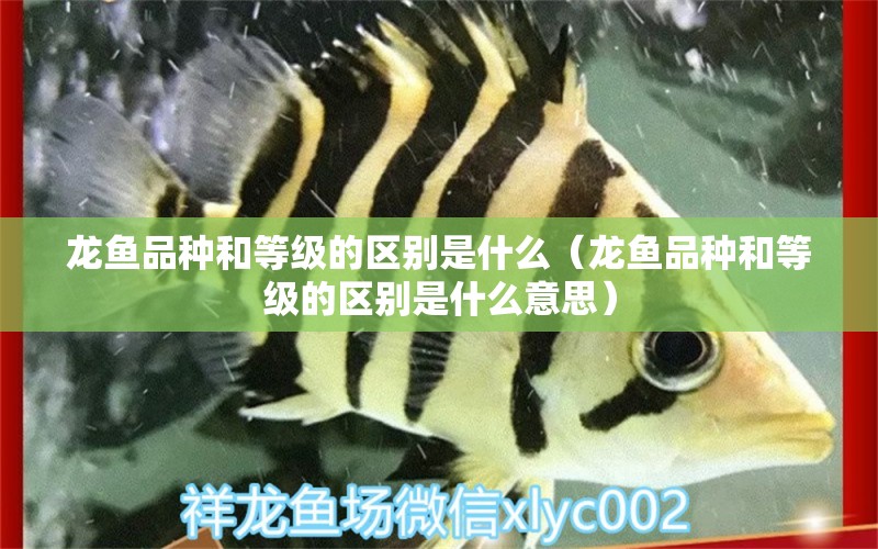 龍魚(yú)品種和等級(jí)的區(qū)別是什么（龍魚(yú)品種和等級(jí)的區(qū)別是什么意思） 龍魚(yú)疾病與治療