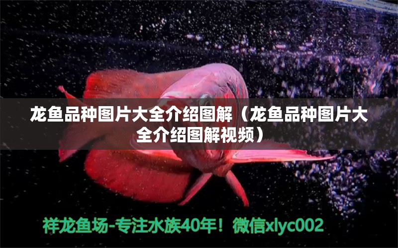 龍魚品種圖片大全介紹圖解（龍魚品種圖片大全介紹圖解視頻）