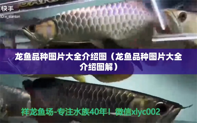 龍魚品種圖片大全介紹圖（龍魚品種圖片大全介紹圖解）