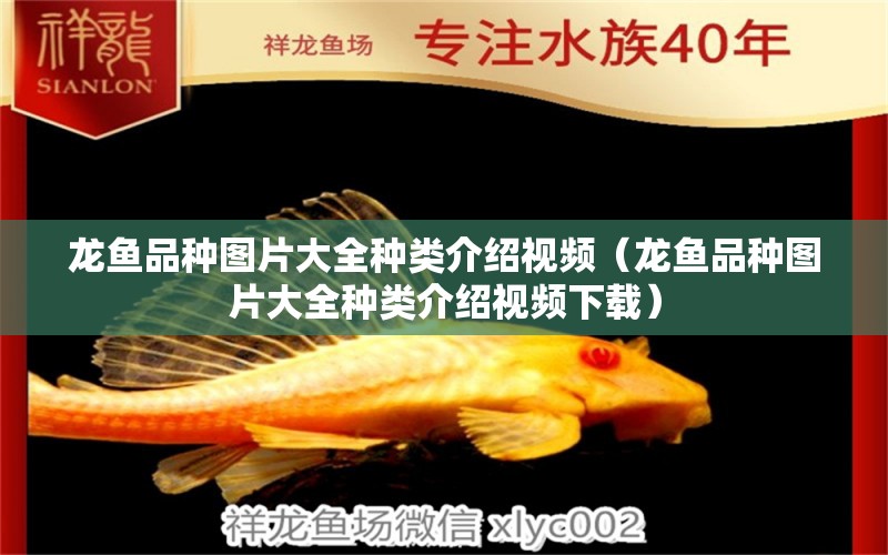 龍魚品種圖片大全種類介紹視頻（龍魚品種圖片大全種類介紹視頻下載） 龍魚疾病與治療