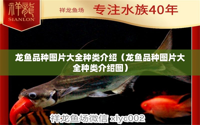 龍魚品種圖片大全種類介紹（龍魚品種圖片大全種類介紹圖） 龍魚疾病與治療