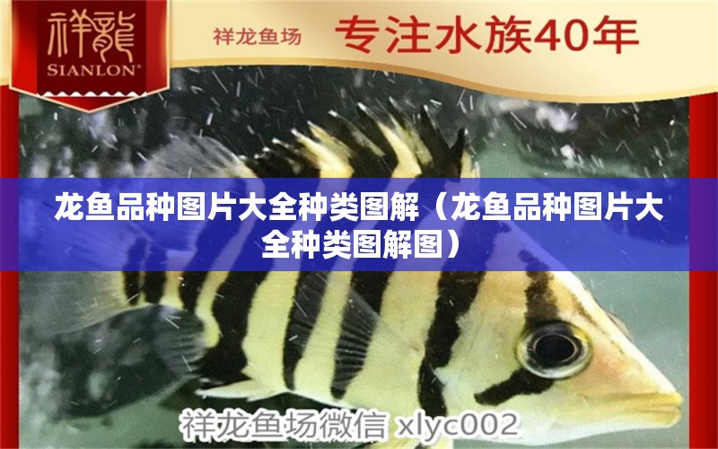 龍魚品種圖片大全種類圖解（龍魚品種圖片大全種類圖解圖） 龍魚疾病與治療