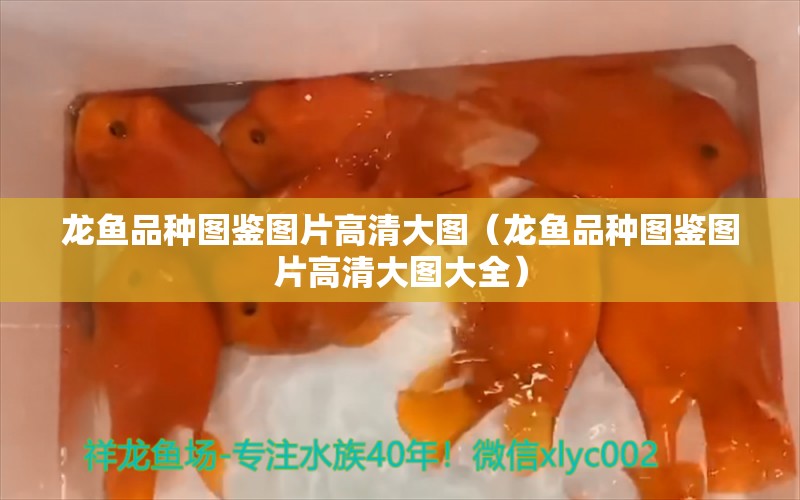 龍魚品種圖鑒圖片高清大圖（龍魚品種圖鑒圖片高清大圖大全）