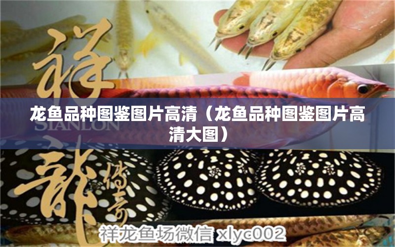 龍魚品種圖鑒圖片高清（龍魚品種圖鑒圖片高清大圖） 龍魚疾病與治療