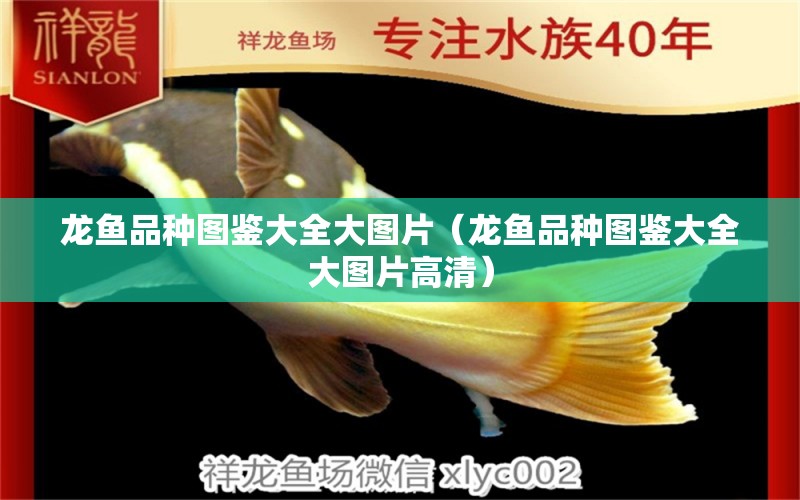 龍魚品種圖鑒大全大圖片（龍魚品種圖鑒大全大圖片高清）