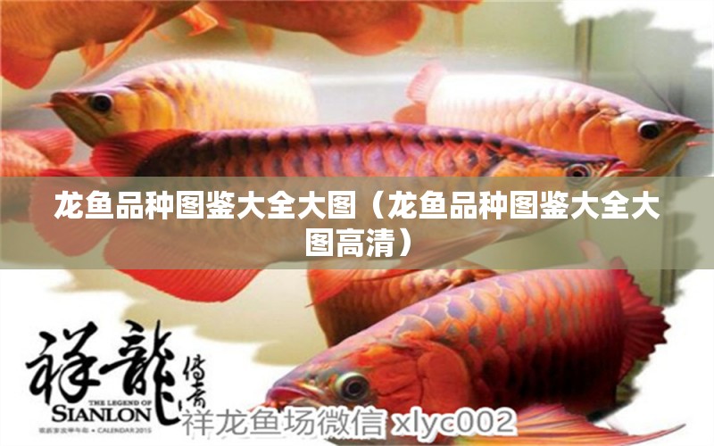 龍魚品種圖鑒大全大圖（龍魚品種圖鑒大全大圖高清）