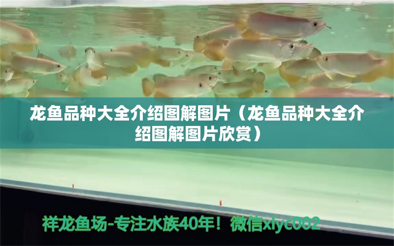 龍魚品種大全介紹圖解圖片（龍魚品種大全介紹圖解圖片欣賞）