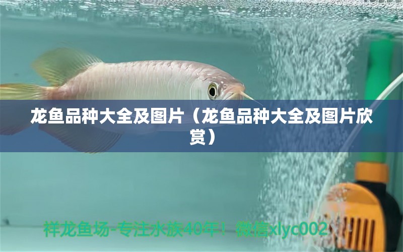 龍魚品種大全及圖片（龍魚品種大全及圖片欣賞）