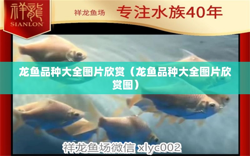 龍魚品種大全圖片欣賞（龍魚品種大全圖片欣賞圖）