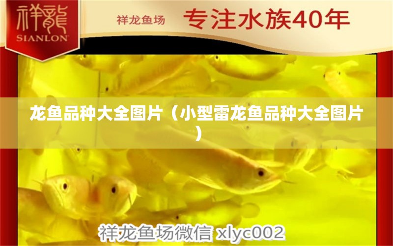 龍魚品種大全圖片（小型雷龍魚品種大全圖片）