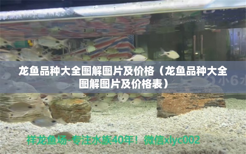 龍魚(yú)品種大全圖解圖片及價(jià)格（龍魚(yú)品種大全圖解圖片及價(jià)格表） 龍魚(yú)疾病與治療