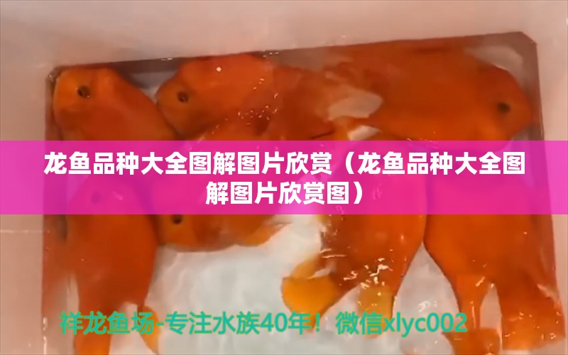 龍魚(yú)品種大全圖解圖片欣賞（龍魚(yú)品種大全圖解圖片欣賞圖）