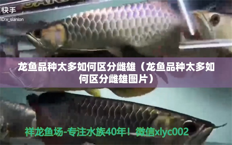 龍魚品種太多如何區(qū)分雌雄（龍魚品種太多如何區(qū)分雌雄圖片）