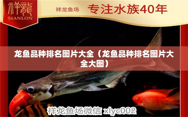 龍魚品種排名圖片大全（龍魚品種排名圖片大全大圖）