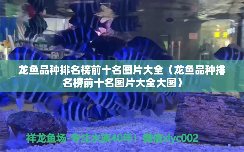 龍魚(yú)品種排名榜前十名圖片大全（龍魚(yú)品種排名榜前十名圖片大全大圖）