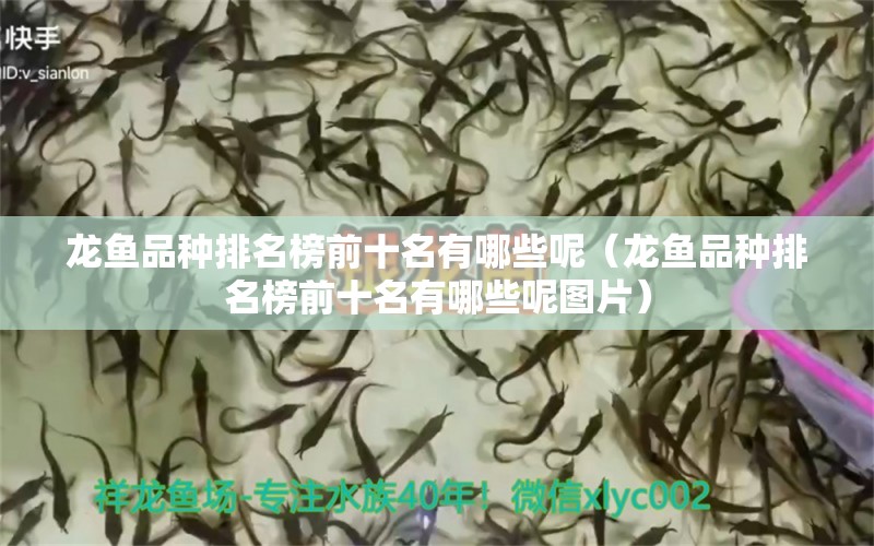 龍魚品種排名榜前十名有哪些呢（龍魚品種排名榜前十名有哪些呢圖片）