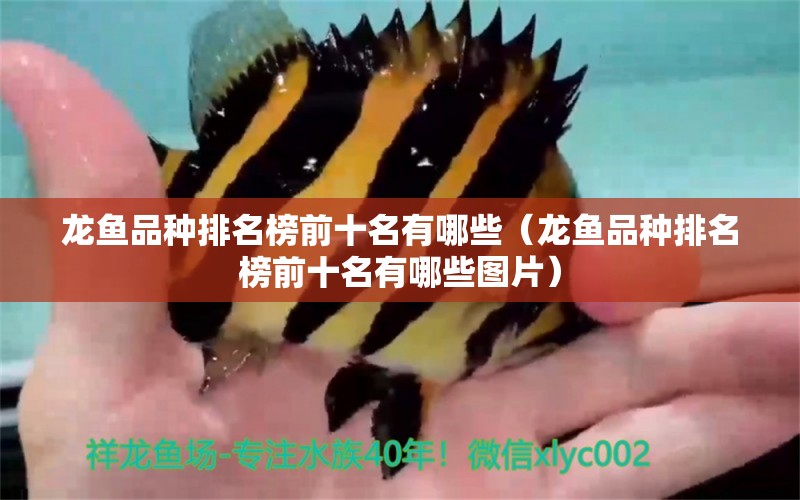 龍魚(yú)品種排名榜前十名有哪些（龍魚(yú)品種排名榜前十名有哪些圖片） 龍魚(yú)疾病與治療