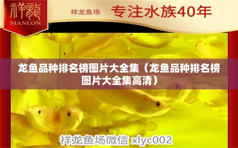 龍魚(yú)品種排名榜圖片大全集（龍魚(yú)品種排名榜圖片大全集高清） 龍魚(yú)疾病與治療