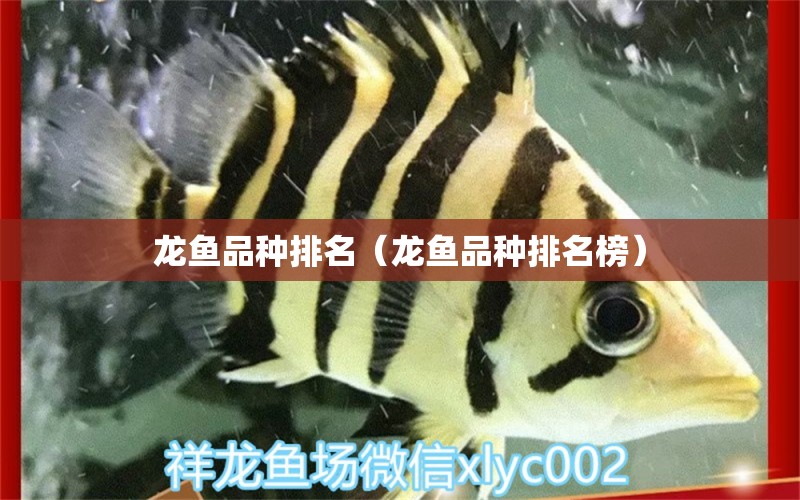 龍魚品種排名（龍魚品種排名榜） 龍魚疾病與治療