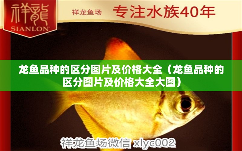 龍魚品種的區(qū)分圖片及價格大全（龍魚品種的區(qū)分圖片及價格大全大圖）