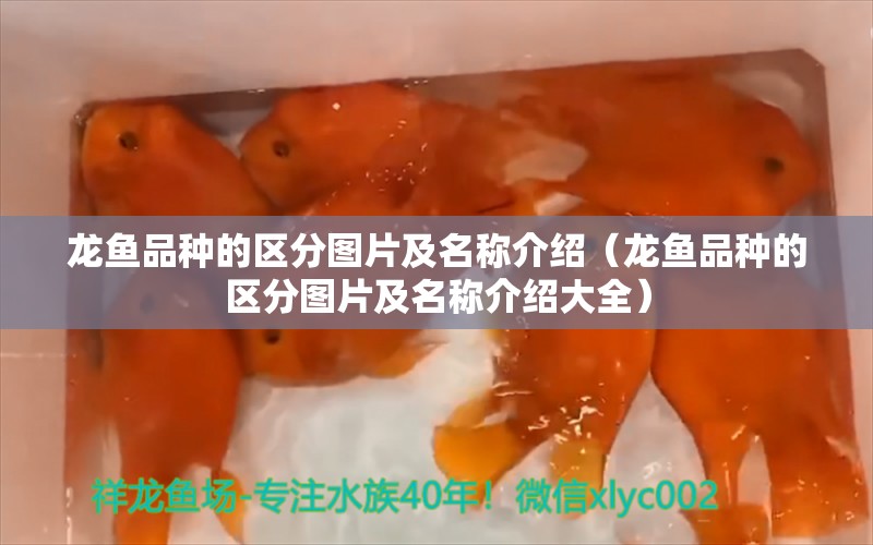 龍魚品種的區(qū)分圖片及名稱介紹（龍魚品種的區(qū)分圖片及名稱介紹大全）