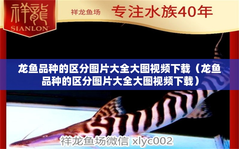 龍魚(yú)品種的區(qū)分圖片大全大圖視頻下載（龍魚(yú)品種的區(qū)分圖片大全大圖視頻下載）