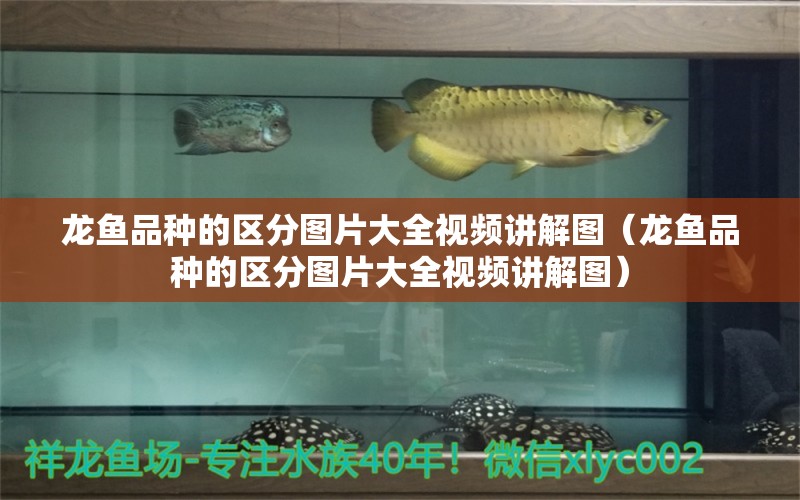 龍魚品種的區(qū)分圖片大全視頻講解圖（龍魚品種的區(qū)分圖片大全視頻講解圖）