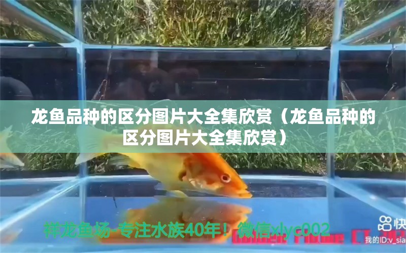 龍魚品種的區(qū)分圖片大全集欣賞（龍魚品種的區(qū)分圖片大全集欣賞） 龍魚疾病與治療