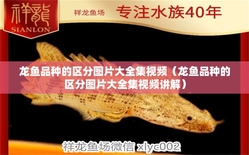 龍魚品種的區(qū)分圖片大全集視頻（龍魚品種的區(qū)分圖片大全集視頻講解）