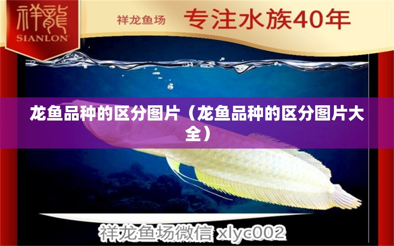 龍魚品種的區(qū)分圖片（龍魚品種的區(qū)分圖片大全） 廣州龍魚批發(fā)市場(chǎng)