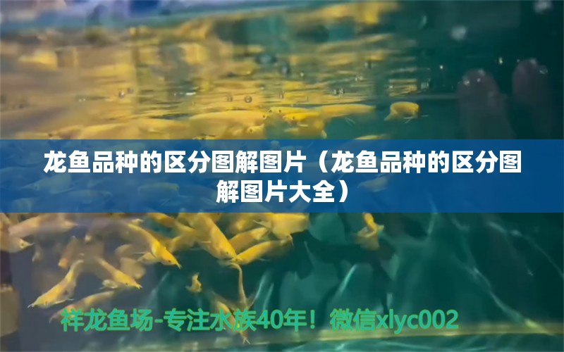 龍魚品種的區(qū)分圖解圖片（龍魚品種的區(qū)分圖解圖片大全） 廣州龍魚批發(fā)市場