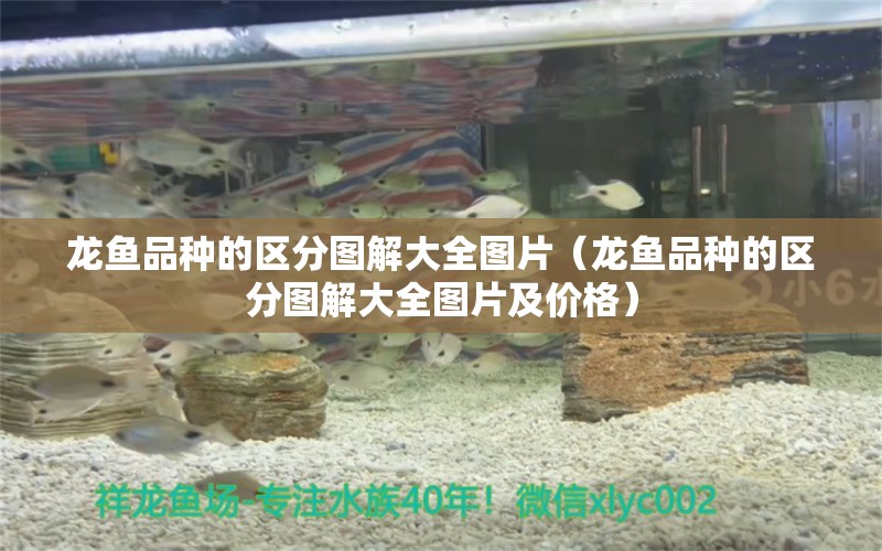 龍魚品種的區(qū)分圖解大全圖片（龍魚品種的區(qū)分圖解大全圖片及價格） 龍魚疾病與治療