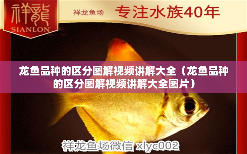 龍魚品種的區(qū)分圖解視頻講解大全（龍魚品種的區(qū)分圖解視頻講解大全圖片）