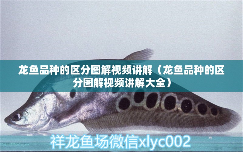 龍魚品種的區(qū)分圖解視頻講解（龍魚品種的區(qū)分圖解視頻講解大全）